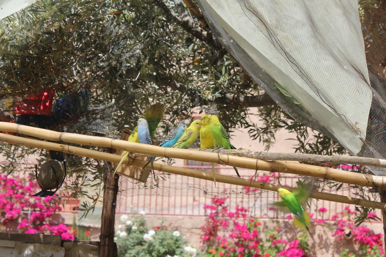 מלון Escale Rando טליווין מראה חיצוני תמונה